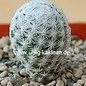 Mammillaria herrerae