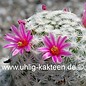 Mammillaria humboldtii