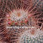 Mammillaria magnifica