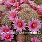 Mammillaria microcarpa  MUG 117 Pima Co., Süd-Arizona, USA