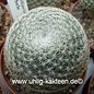 Mammillaria microthele