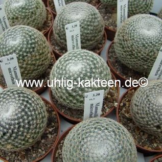 Mammillaria microthele