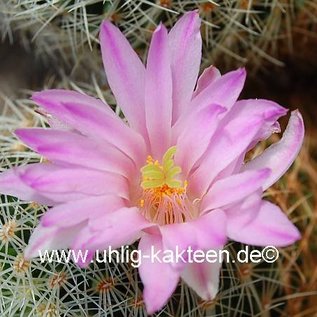 Mammillaria napina