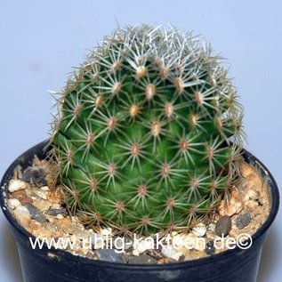 Mammillaria napina