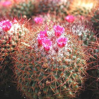 Mammillaria pringlei