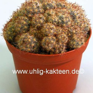 Mammillaria prolifera f. texana