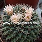 Mammillaria spec. Fre 1188 roseoalba ?