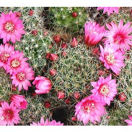 Mammillaria zeilmanniana