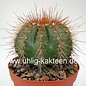 Melocactus oreas f. multiceps  (syn. multiceps)