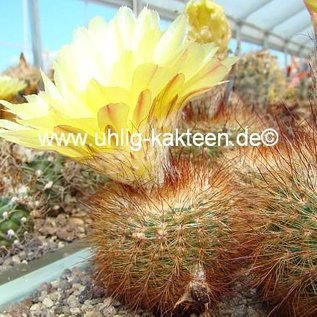 Notocactus bommeljei