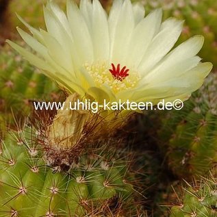 Notocactus muricatus  Gf 121 nördlich Jaguari, alte Straße