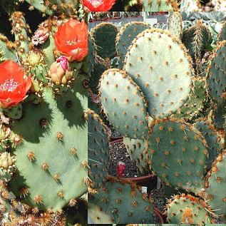 Opuntia aciculata