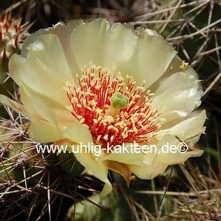 Opuntia fragilis  SB 095 Dunn Co. Wison.    (dw)