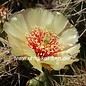 Opuntia fragilis  SB 095 Dunn Co. Wison.    (dw)