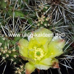 Opuntia fragilis  SB 229 Gunnison Co, Colorado    (dw)