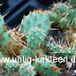 Opuntia fragilis x polyacantha SB 595 Wayne Co. Utha    (dw)