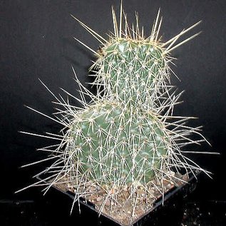 Opuntia hystricina-Hybr. cv. Heidelberg      (dw)