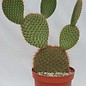 Opuntia pycnantha   `Stachelschwein-Kaktus`