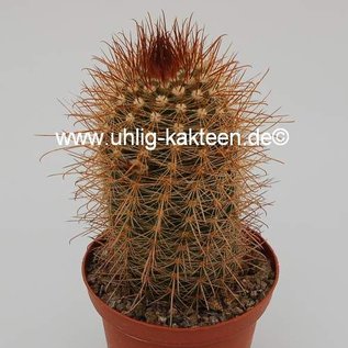 Parodia krahnii  WK 168