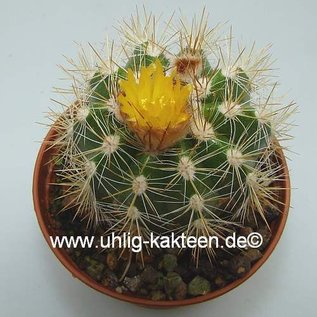 Parodia miguillensis