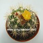 Parodia miguillensis