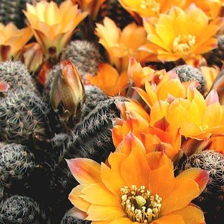 Rebutia knizei   Pazna-Bolivien