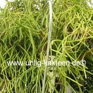 Rhipsalis teres fa. capilliformis