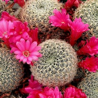 Sulcorebutia albida  KK 1567 Aiquile, Rio Grande, 2500 m, Bolivien