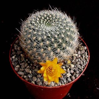 Sulcorebutia glomeriseta