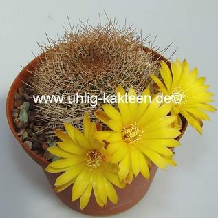 Sulcorebutia menesesii sensu Ritter FR 775 Rio Sta. Rosa, Rio unterhalb Quiripaya