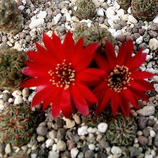 Sulcorebutia pasopayana  L 387 between Presto and Pasopaya, Zudanez, Chuquisaca, Bolivia, 2700 - 2800 m