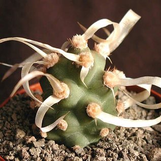 Tephrocactus articulatus v. papyracanthus