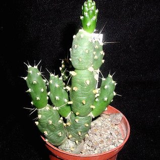 Tephrocactus bolivianus   (syn. Maihueniopsis)