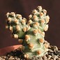 Tephrocactus molinensis