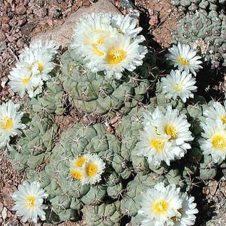 Thelocactus hexaedrophorus