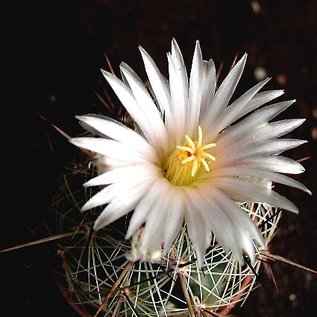 Thelocactus lausseri