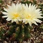 Thelocactus leucacanthus