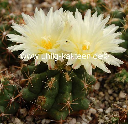 Thelocactus leucacanthus Uhlig Kakteen Über 5000 verschiedene Arten
