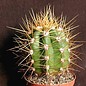 Trichocereus candicans