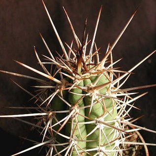 Trichocereus chiloensis v. borealis  Vicuña, Chile, kleiner Norden