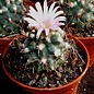 Turbinicarpus pseudomacrochele      CITES, not outside EU