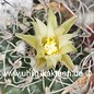 Turbinicarpus pseudomacrochele v. sphacellatus     CITES, not outside EU