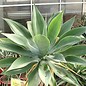 Agave attenuata