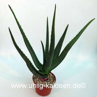 Aloe wickensii