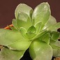 Crassula orbicularis