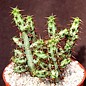 Euphorbia aeruginosa