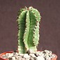 Euphorbia anoplia