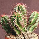 Euphorbia horrida   Südaftika