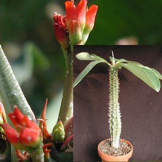 Euphorbia viguieri XL