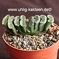 Haworthia truncata v. truncata